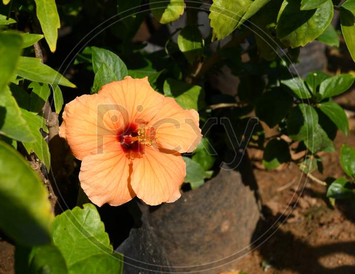 Beautiful Hibiscus flower. Hibiscus Rosa-sinensis, known colloquially as Chinese hibiscus, China rose, Hawaiian hibiscus, rose mallow, jasud.