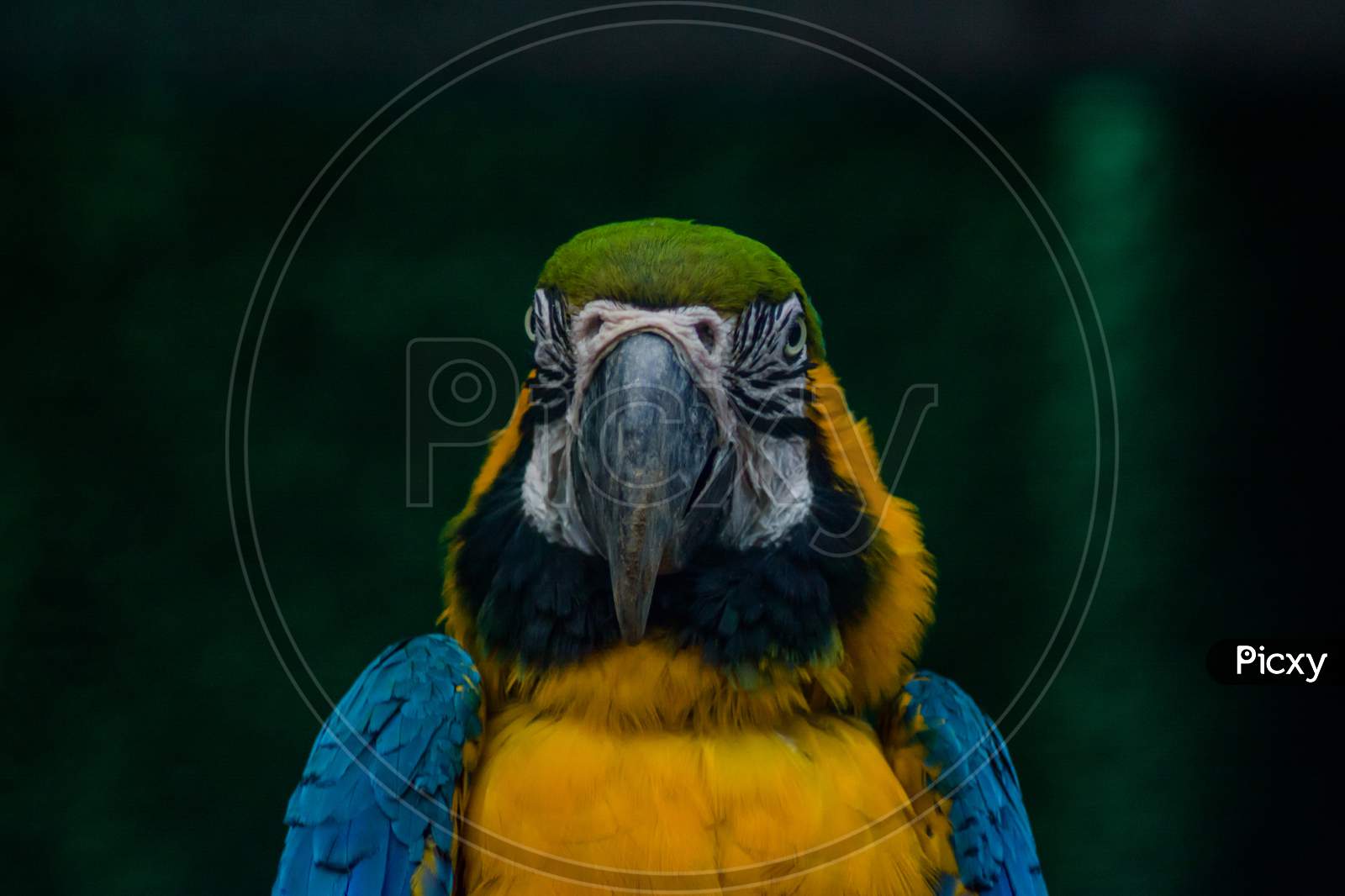Parrots, also known as psittacines, are birds of the roughly 393 species in 92 genera comprising the order Psittaciformes.