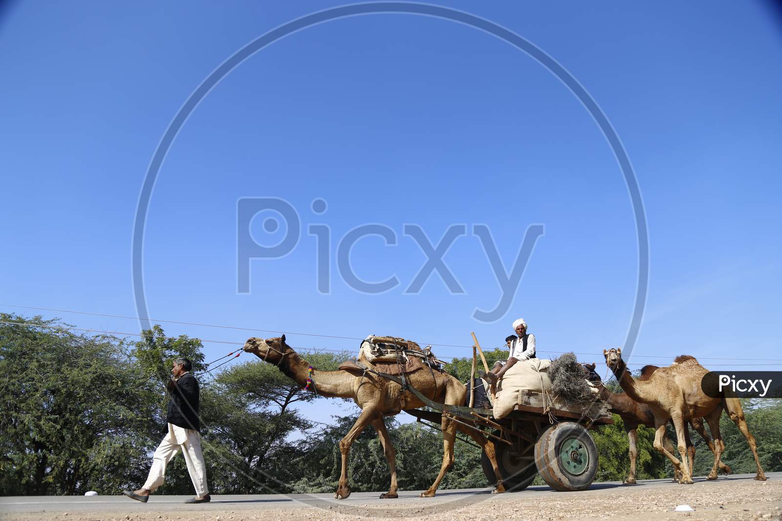 Camel Carts In Nagaur Cattle Fair, Nagaur