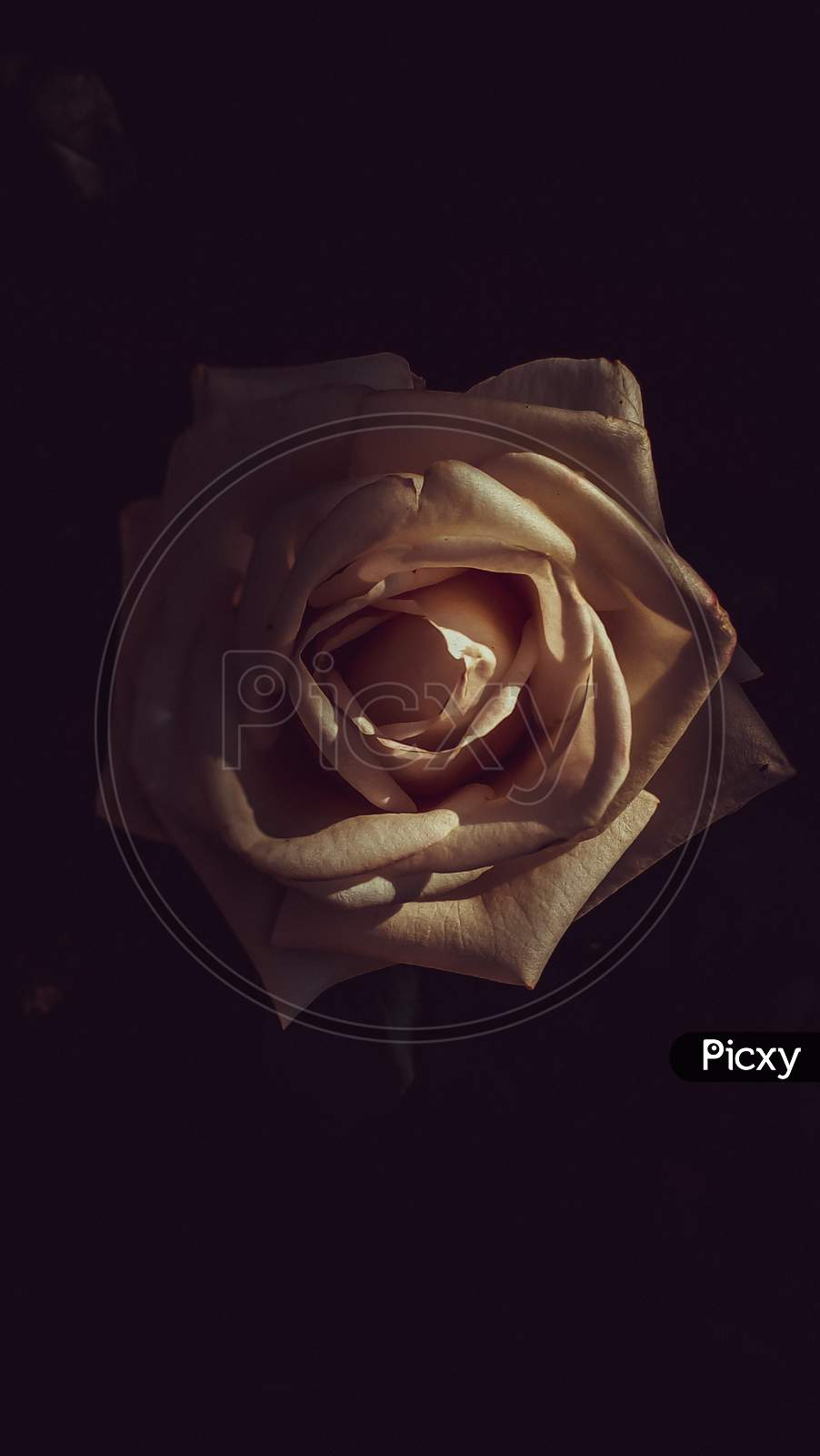 Melancholy Rose