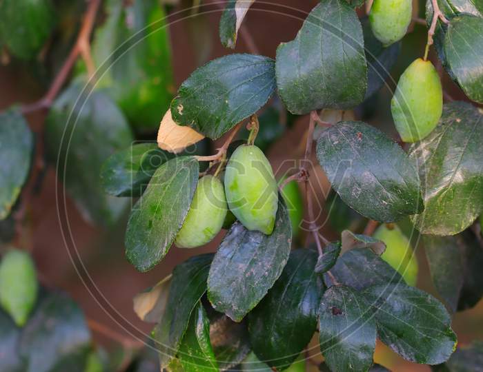 Long Jujube Fruits Hanging Under Plant