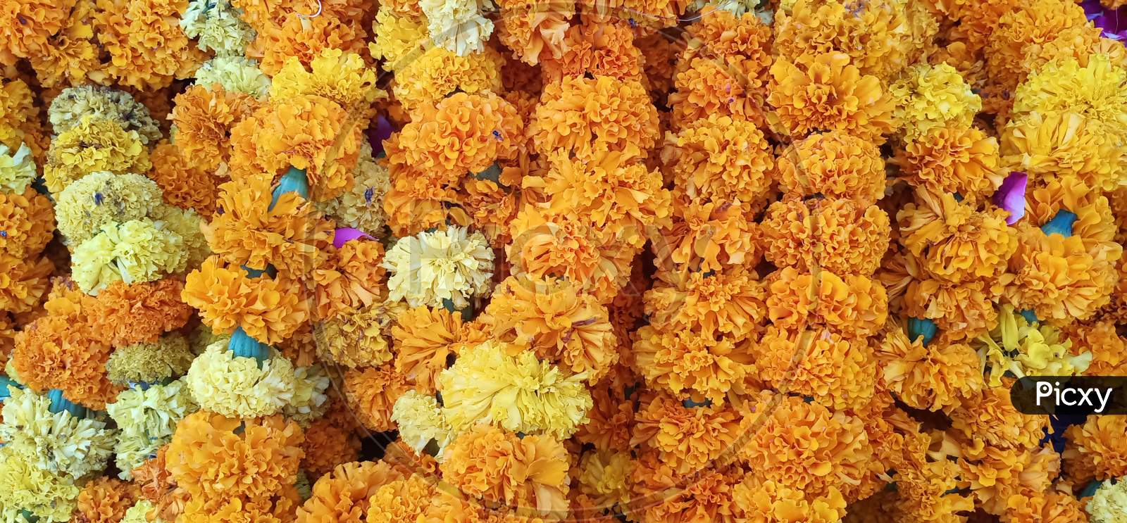 Marigold Flower.