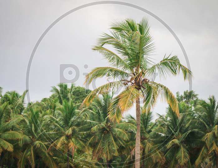 Lone Coconut close up
