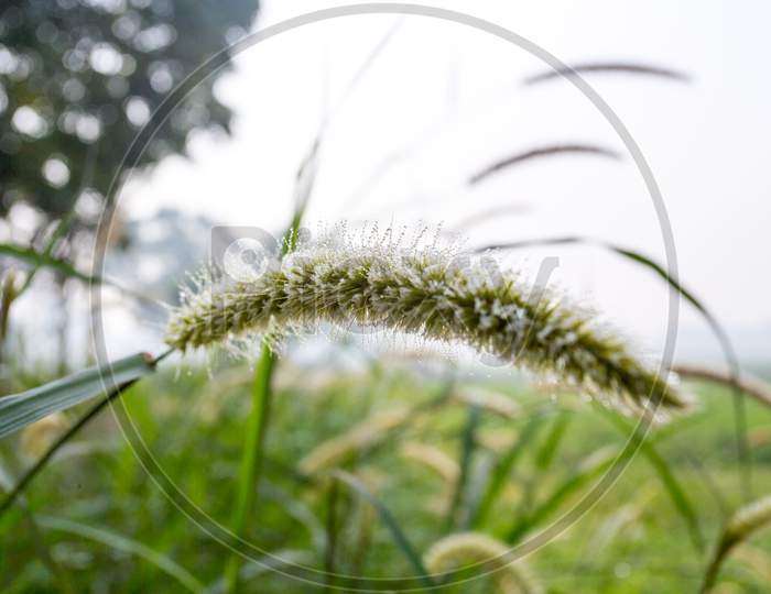 Setaria Faberi (Giant Foxtail) Grass Flower.