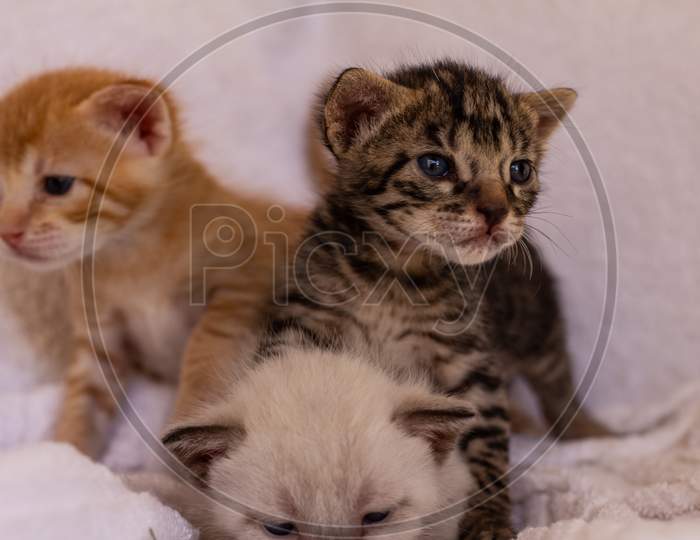 Little Kittens Of Gold, White And Gray. Domestic Animals Babies. Newborn Cats