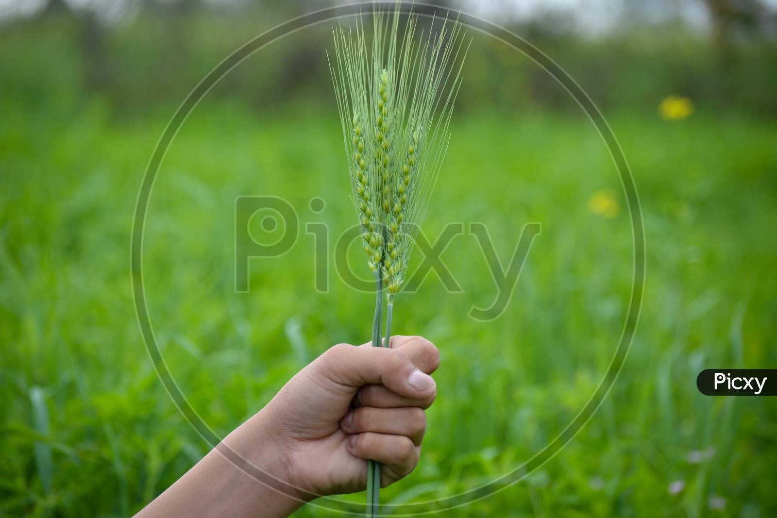 Man hand holding a green wheat spikes in the wheat field