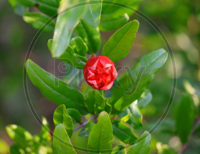 Pomegranate Flower In Garden