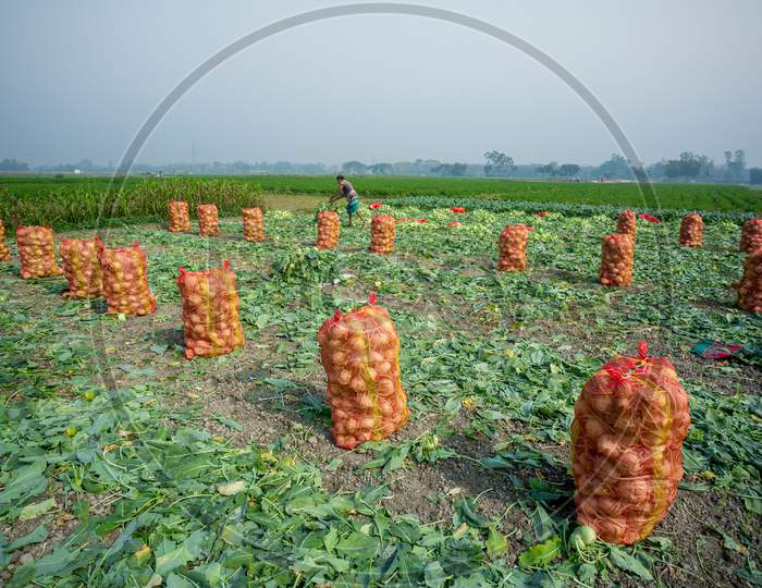 Bangladesh – January 24, 2020: Kohlrabi Cabbage Vegetables Have Been Prepared And Stored In Plastic Mesh Bags For Export In Local Market At Savar, Dhaka, Bangladesh.