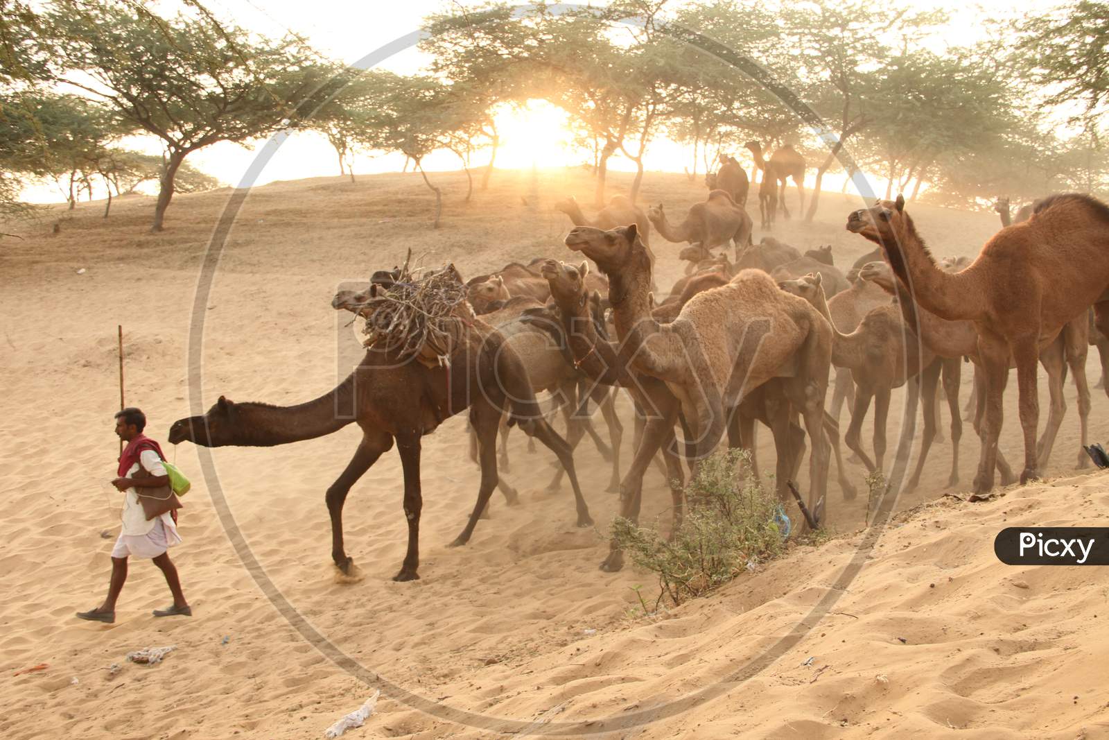 Caravan of  Camels In Pushkar Camel Fair , Pushkar, Rajasthan