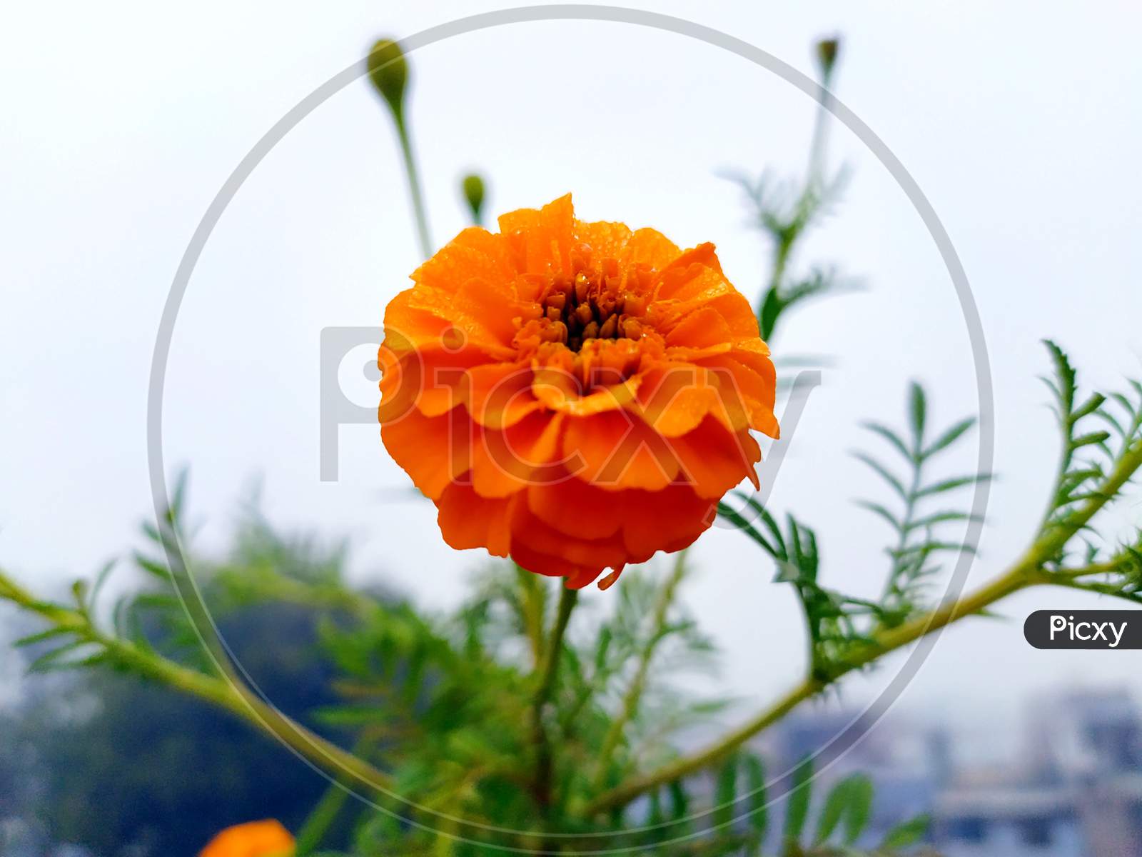 beautiful Yellow and orange marigold flowers (tagetes) in bloom