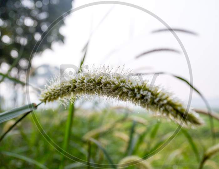 Setaria Faberi (Giant Foxtail) Grass Flower.