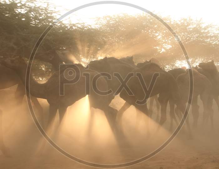 Herd Of Camels At Pushkar Camel Fair, Rajasthan