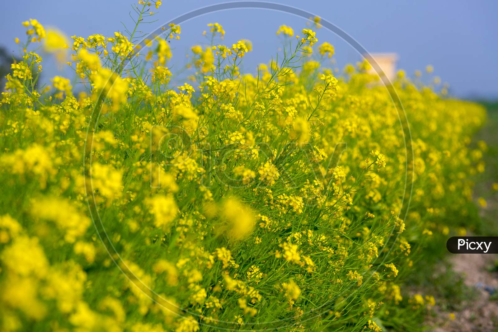 Landscape With Yellow Mustard Flower Blooming In Winter Under The Sky.