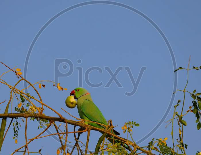 Parrot Picks Up Jujube Fruit