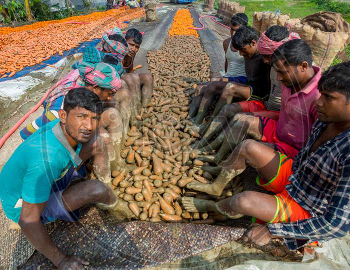 Bangladesh – January 24, 2020: Workers Using Water And Their Feet To Rub Soil From The Carrots After Harvest, This Is A Traditional Process Of Washing Carrots At Savar, Dhaka, Bangladesh.