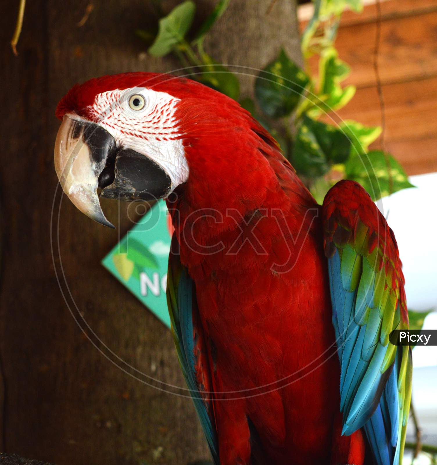 A red parrot