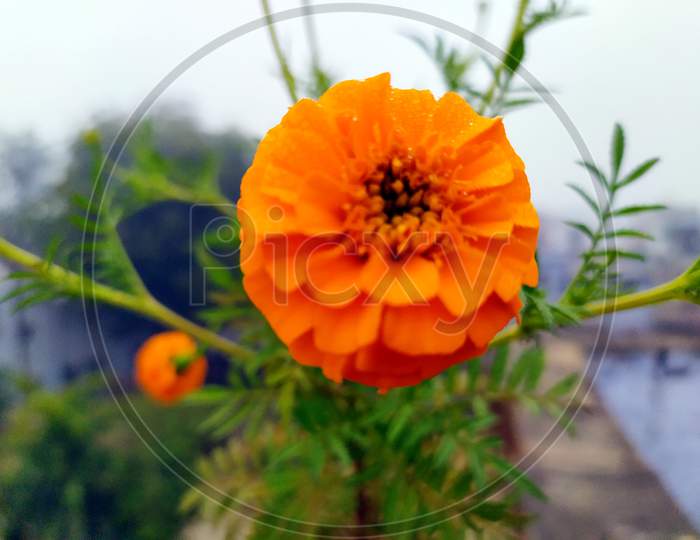 beautiful Yellow and orange marigold flowers (tagetes) in bloom