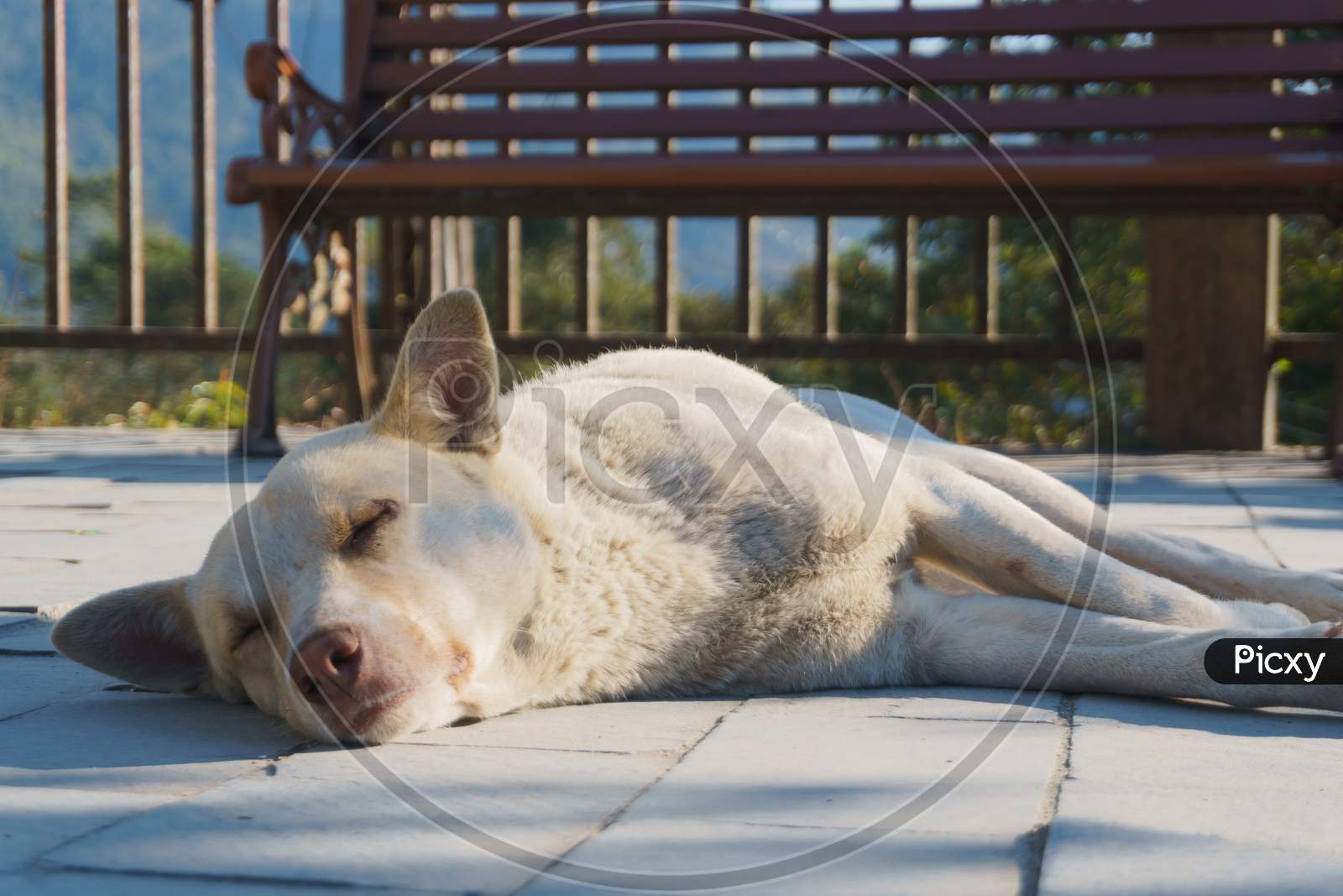 a white dog sleep peacefylly in an empty garden (park) on person seen, empty bench.