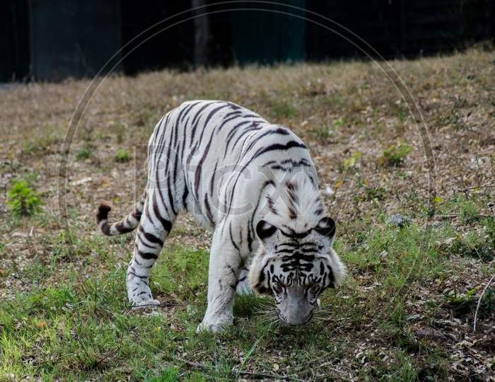 White Bengal Tiger, zoo. The white tiger or bleached tiger is a pigmentation variant of the Bengal tiger.