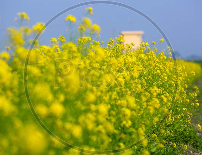 Landscape With Yellow Mustard Flower Blooming In Winter Under The Sky.