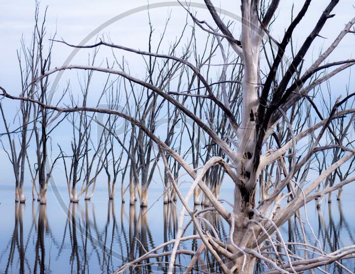 Dried Trees In a Lake Submerged In Lake Water With Blue Sky in Background