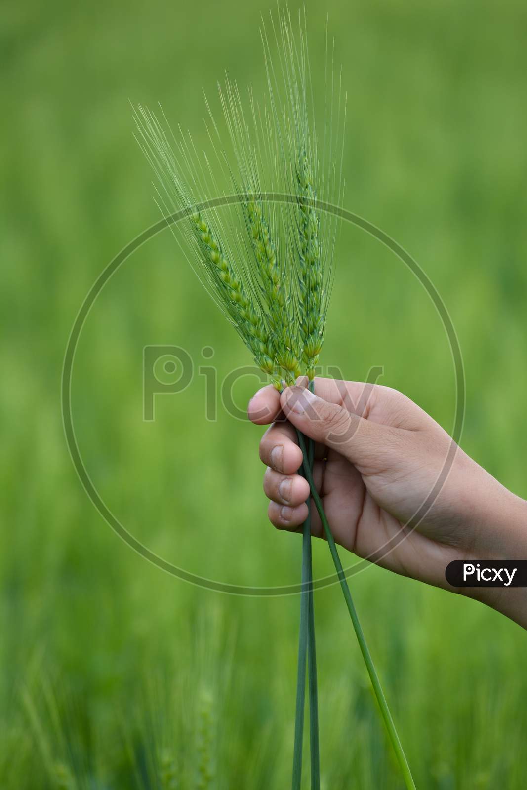 Man hand holding a green wheat spikes in the wheat field