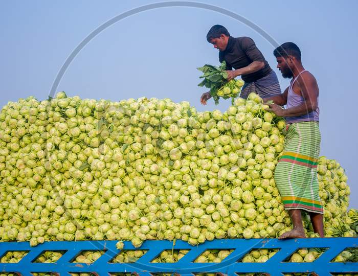 Bangladesh – January 24, 2020: Labors Are Uploading Turnip In Picked Up The Truck For Export In Local Market At Savar, Dhaka, Bangladesh.