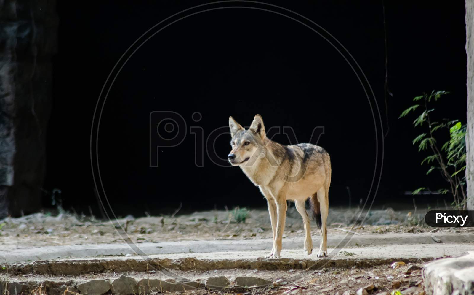 Image of Jackals are medium-sized omnivorous mammals of the genus Canis