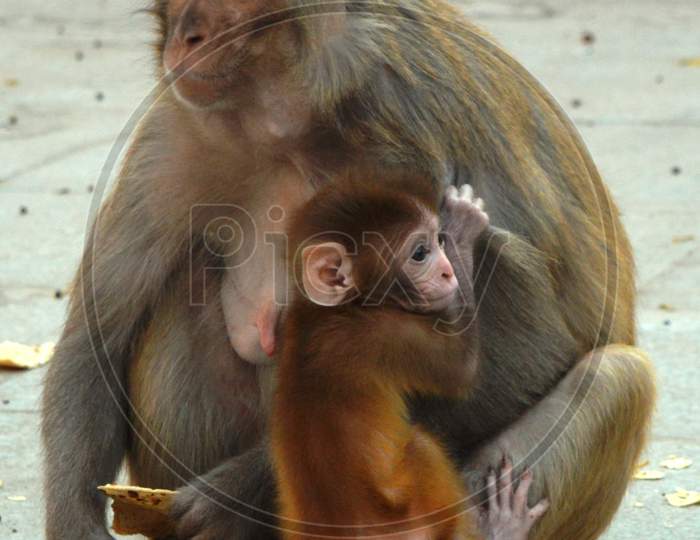 Mother and baby monkey