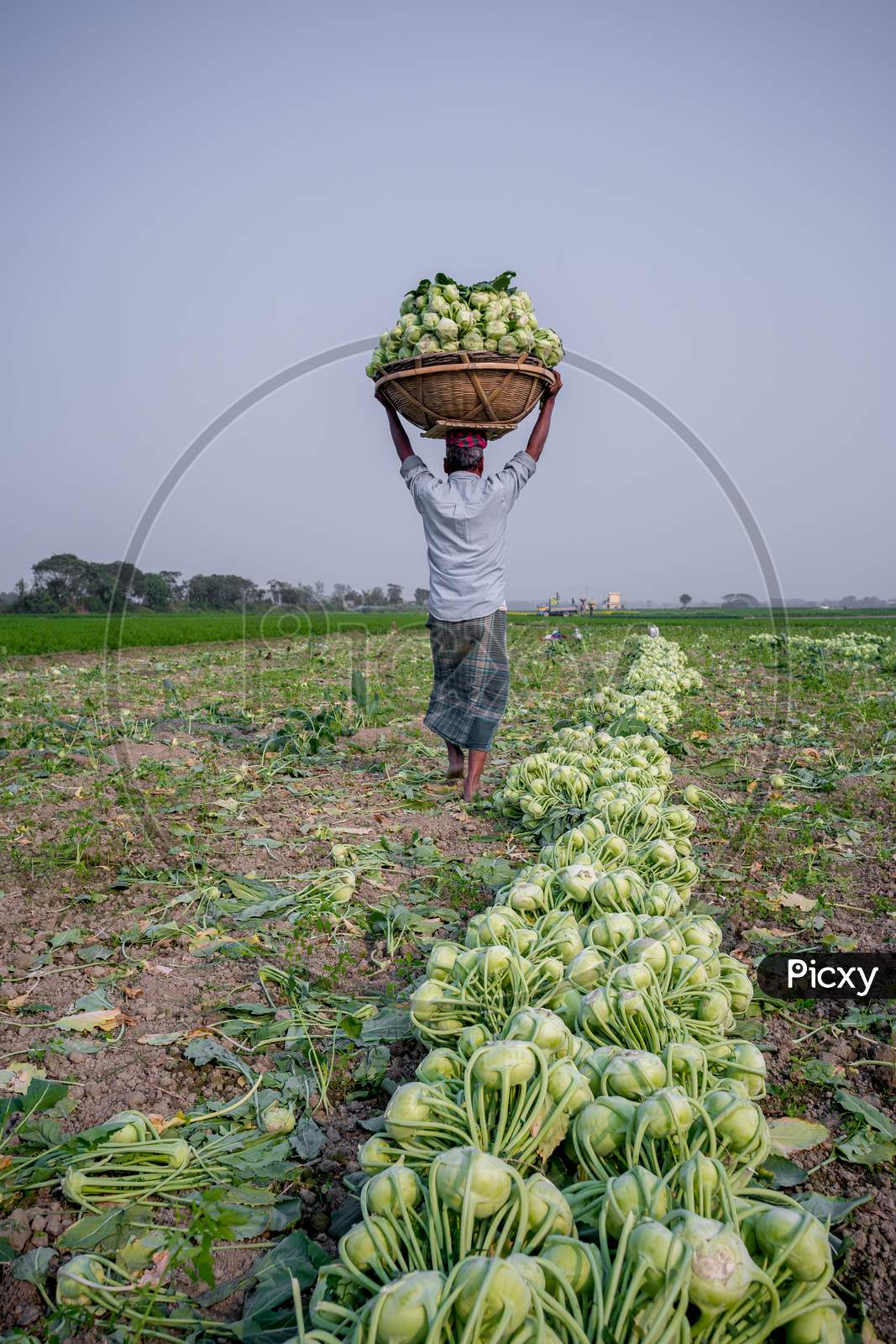 Bangladesh – January 24, 2020: A Worker Is Carrying Kohlrabi Cabbage In His Head For Exporting In Local Market At Savar, Dhaka, Bangladesh.