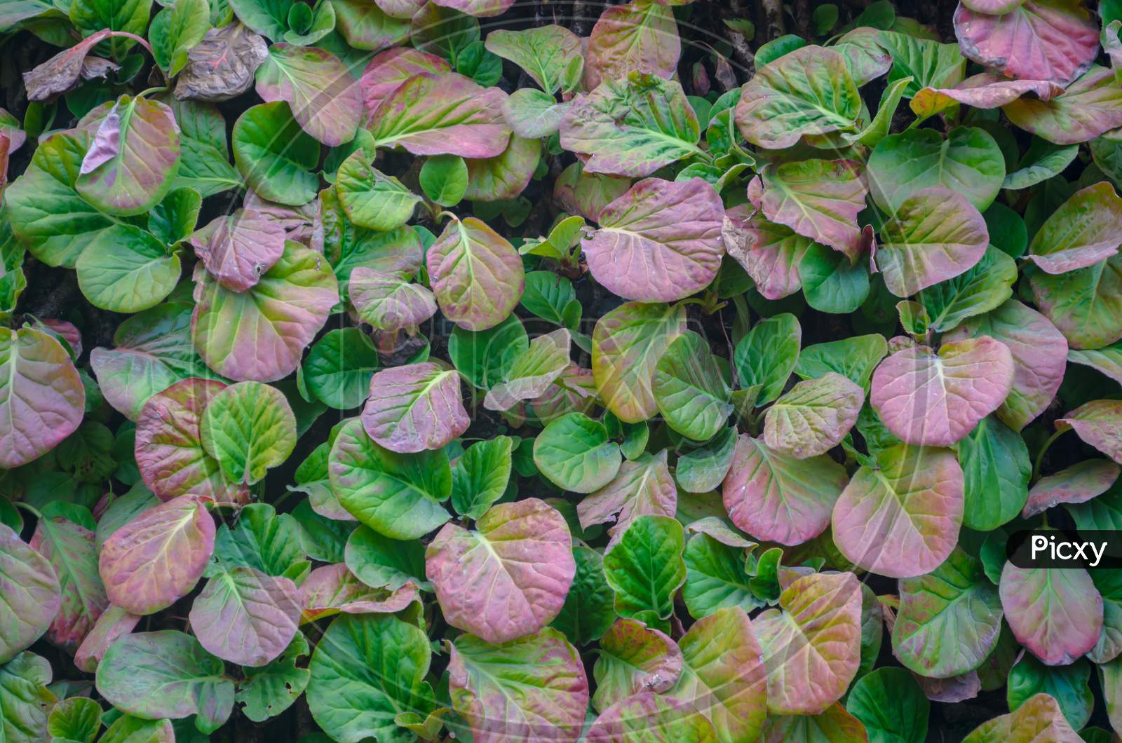 a green and pink leaf background texture for blog and website design