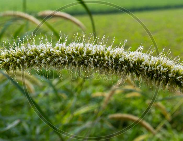 Winter Morning Dew Drops On Wet Setaria Faberi (Foxtail) Plants.