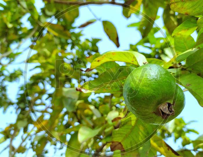 Guava hanging in the garden of India.