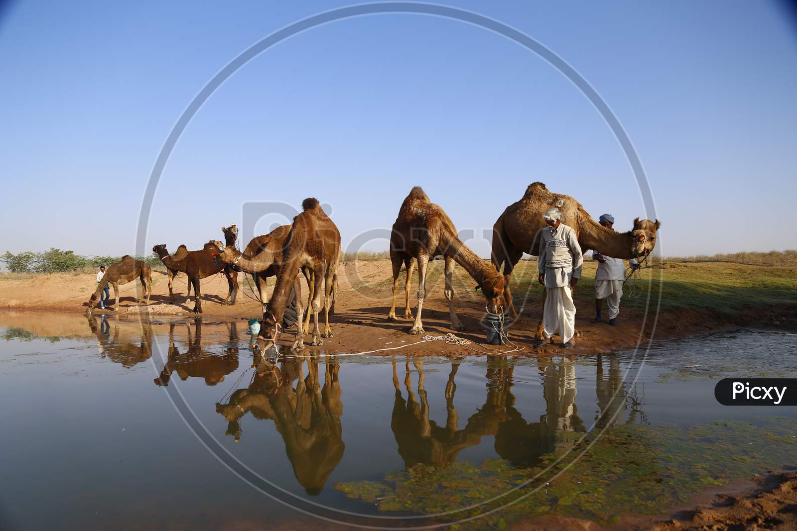 Herd of Camels Drinking Water At a Lake In Nagaur Cattle Fair, Nagaur