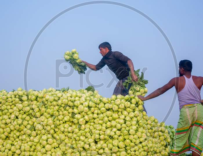 Bangladesh – January 24, 2020: Labors Are Uploading Kohlrabi Cabbage In Plastic Mesh Bags For Export In Local Market At Savar, Dhaka, Bangladesh.