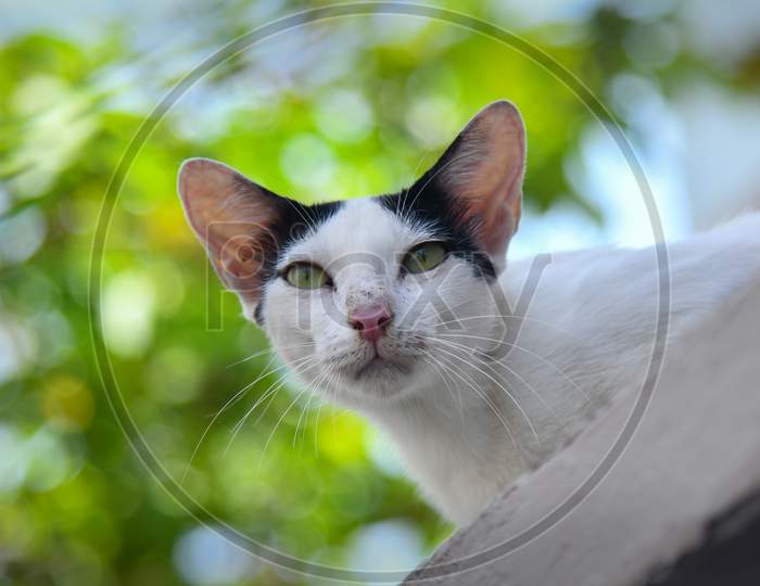 Close Up Portrait Of White Angry Cat On Green Background