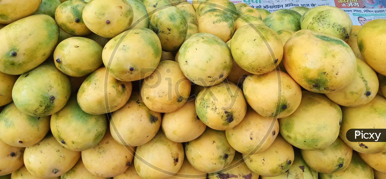 Mango Fruit