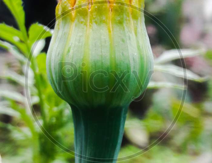 Botany×Remove Plant×Remove Flower×Remove Carnivorous plant×Remove Pitcher plant×Remove Wildflower×Remove Plant stem×Remove jack-in-the-pulpit×Remove Nepenthes
