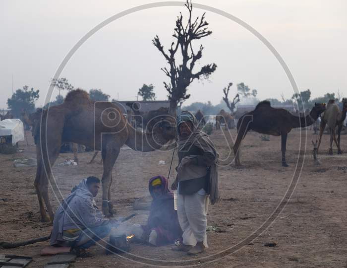 Rajasthani Camel Traders With Their Camels In Nagaur Cattle Fair, Nagaur
