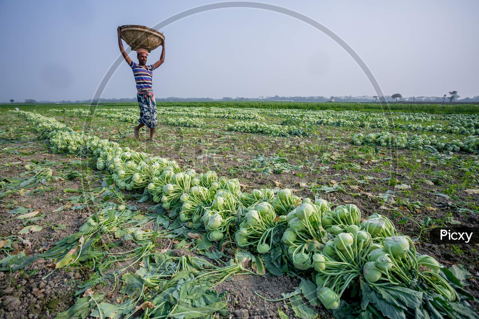 Bangladesh – January 24, 2020: A Worker Is Carrying Kohlrabi Cabbage In His Head For Exporting In Local Market At Savar, Dhaka, Bangladesh.