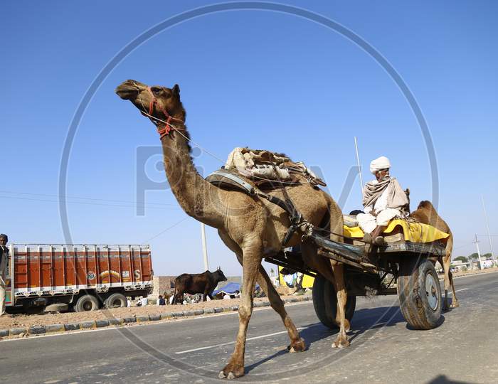 Nagaur Cattle Fair, Where Animals Like Camels, Cows, Horses And Bulls Are Brought To Be Sold Or Traded, In Nagaur District In The Desert State Of Rajasthan, India.