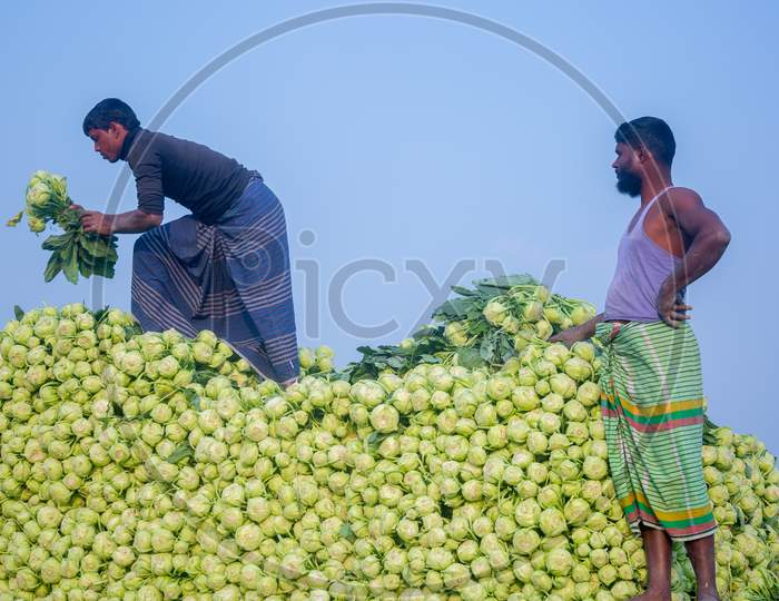 Bangladesh – January 24, 2020: Labors Are Uploading Kohlrabi Cabbage In Plastic Mesh Bags For Export In Local Market At Savar, Dhaka, Bangladesh.