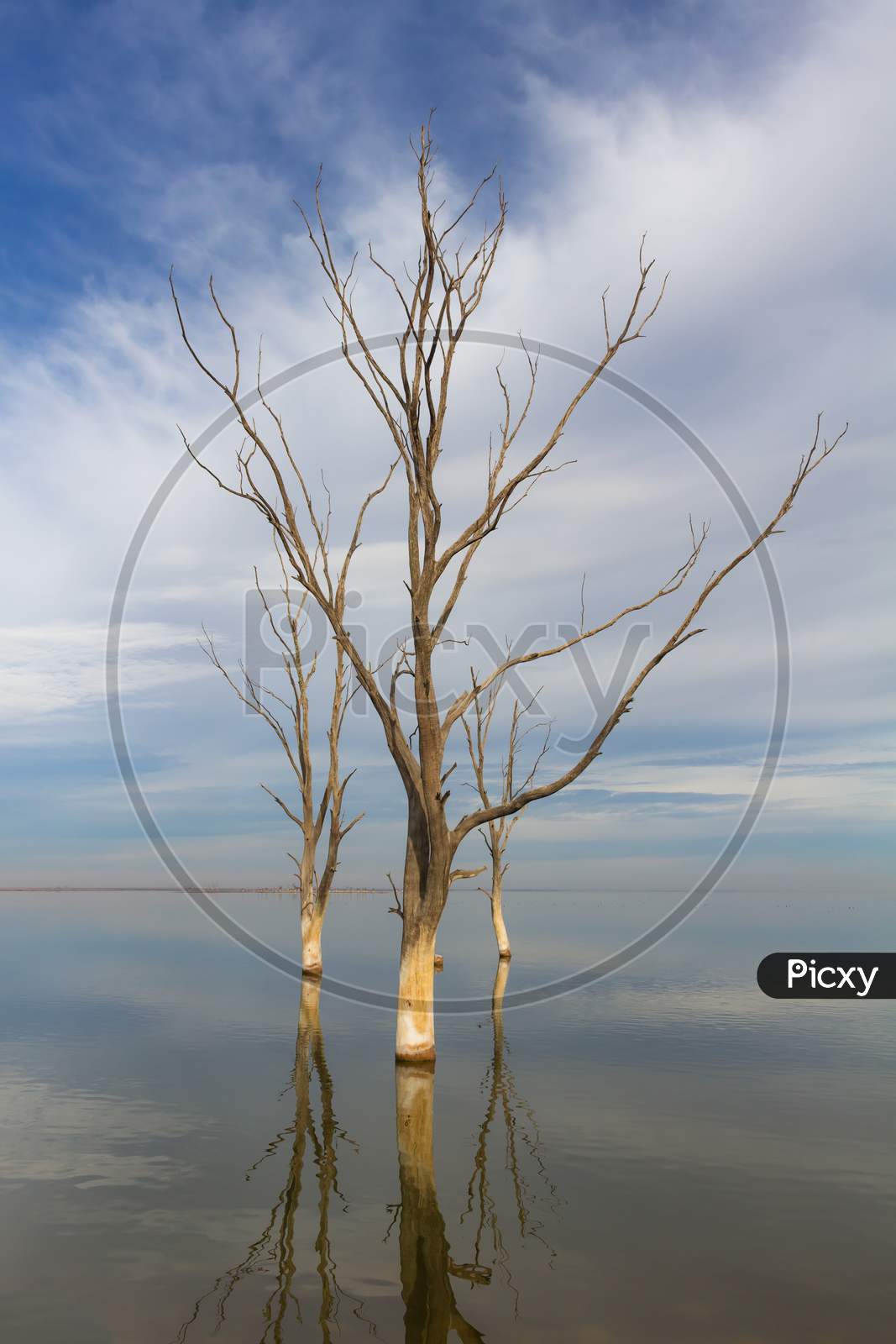 Dry Trees In The City Of Epecuen. Heaven And Water Are Confused On The Horizon. Salt Lake That Caused Devastating Floods.
