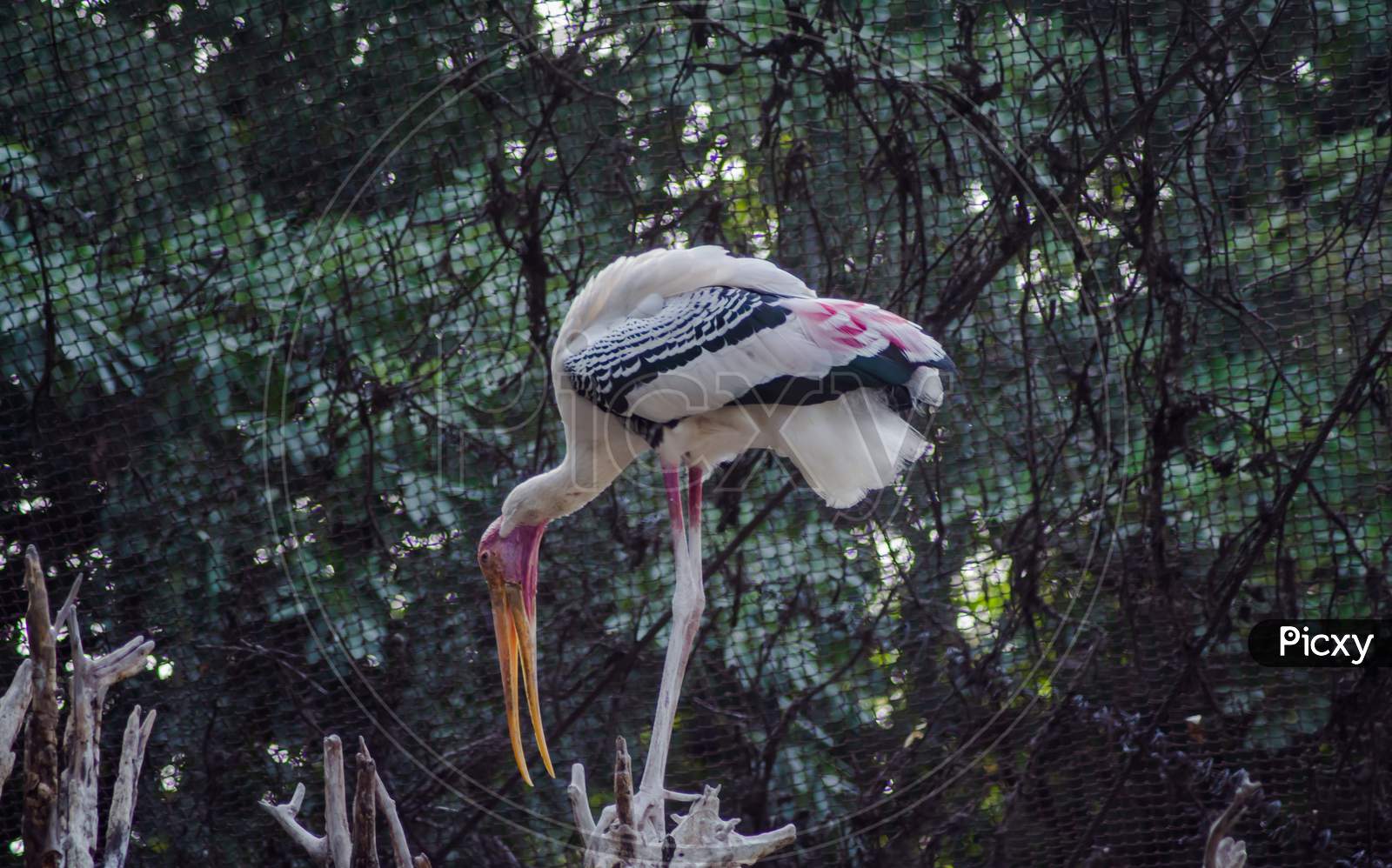 Storks are large, long-legged, long-necked wading birds with long, stout bills.