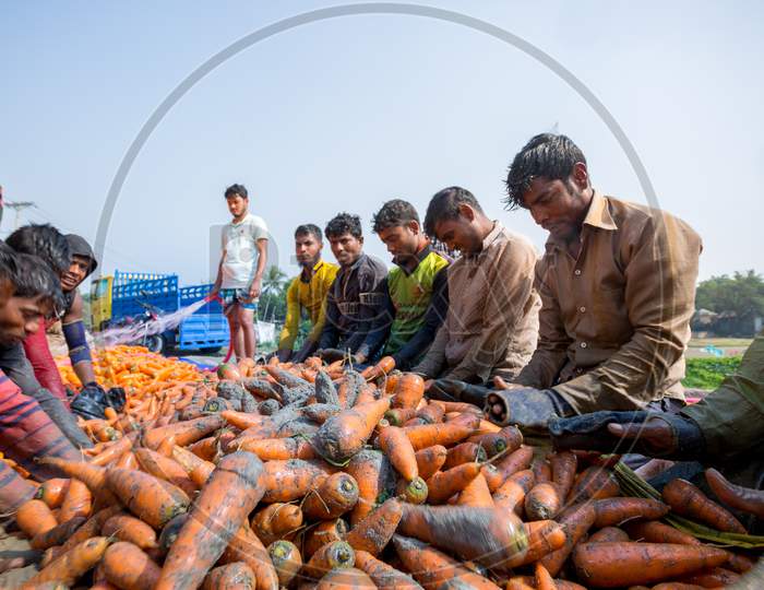 Bangladesh – January 24, 2020: Farmers Are Use Their Strong Hands To Clean Fresh Carrots After Harvest, This Is A Traditional Process Of Washing Carrots At Savar, Dhaka, Bangladesh.
