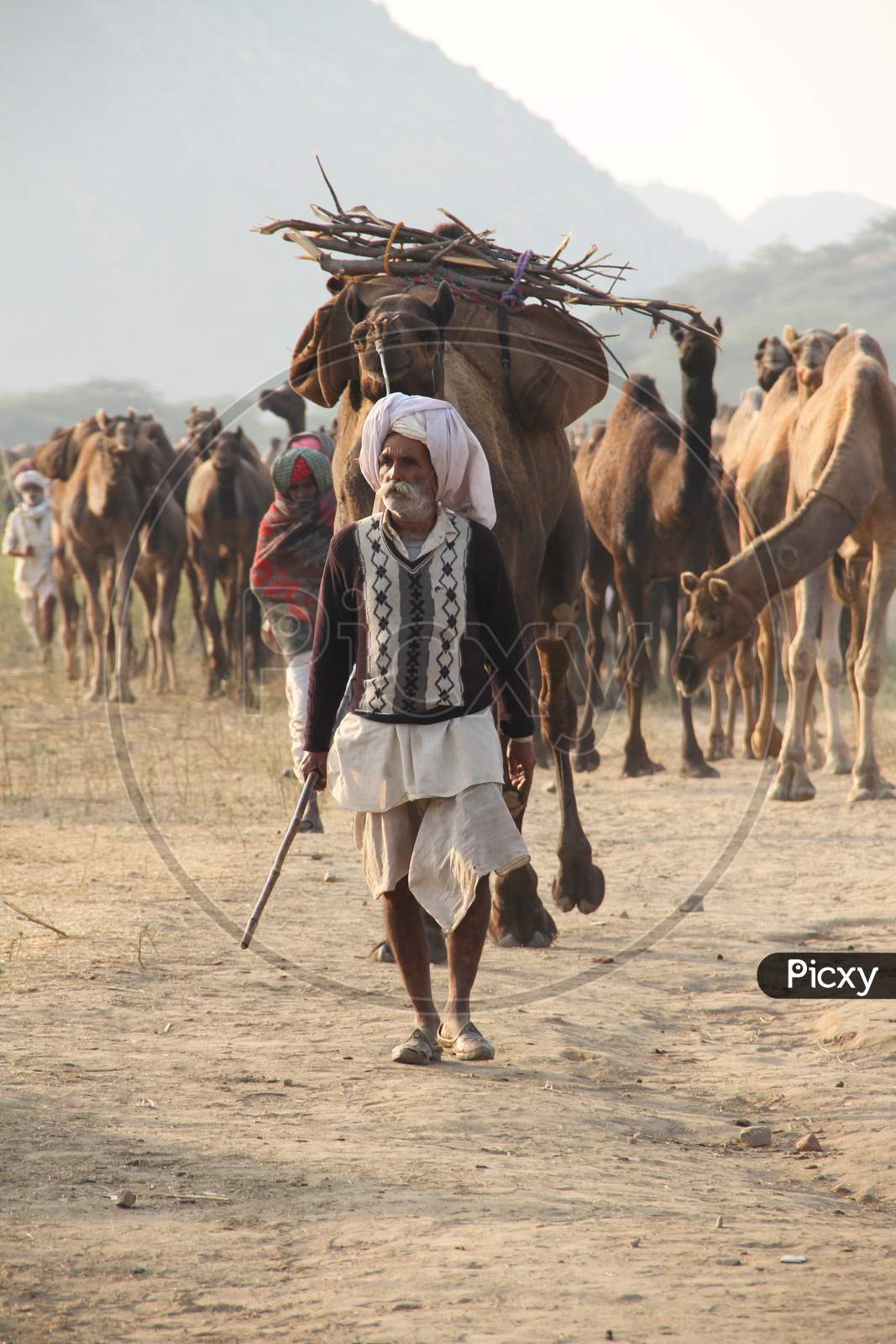 Pushkar Camel Fair In Pushkar In Rajasthan.  Thousands Of Livestock Traders From The Region Come To The Traditional Camel Fair Where Livestock, Mainly Camels, Are Traded. This Annual Five-Day Camel And Livestock Fair Is One Of The World'S Largest Camel Fairs.
