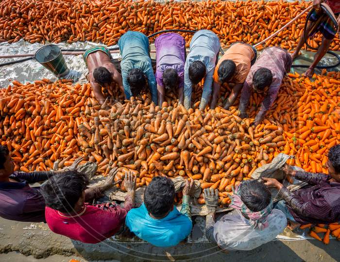 Bangladesh – January 24, 2020: Farmers Are Use Their Strong Hands To Clean Fresh Carrots After Harvest, This Is A Traditional Process Of Washing Carrots At Savar, Dhaka, Bangladesh.