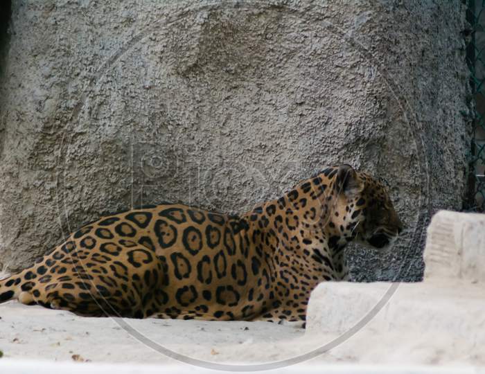 The leopard is one of the five extant species in the genus Panthera, a member of the Felidae.