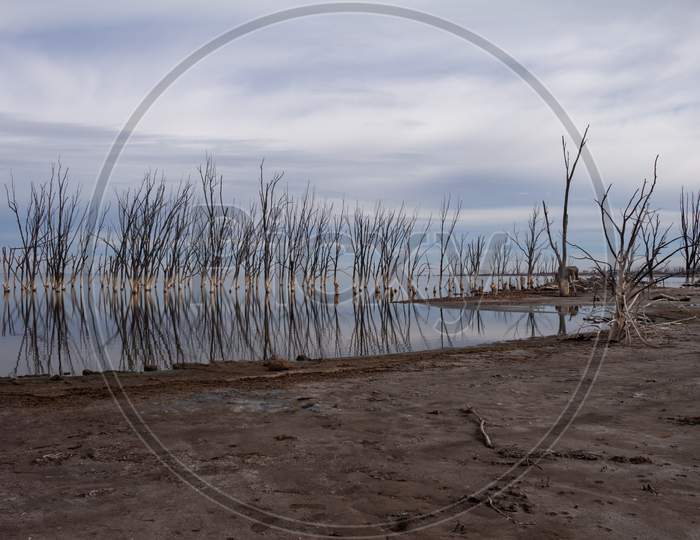 Dried Trees Submerged in Water Of a Lake  With Reflection