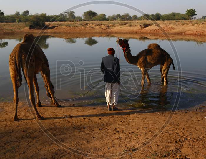 Herd Of Camels Drinking Water In a Lake  At Nagaur Cattle Fair, Nagaur
